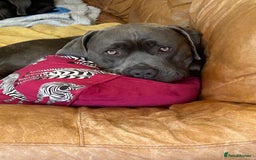 Mixed Breed dogs for sale: 2 year old mastiff  - Image 4