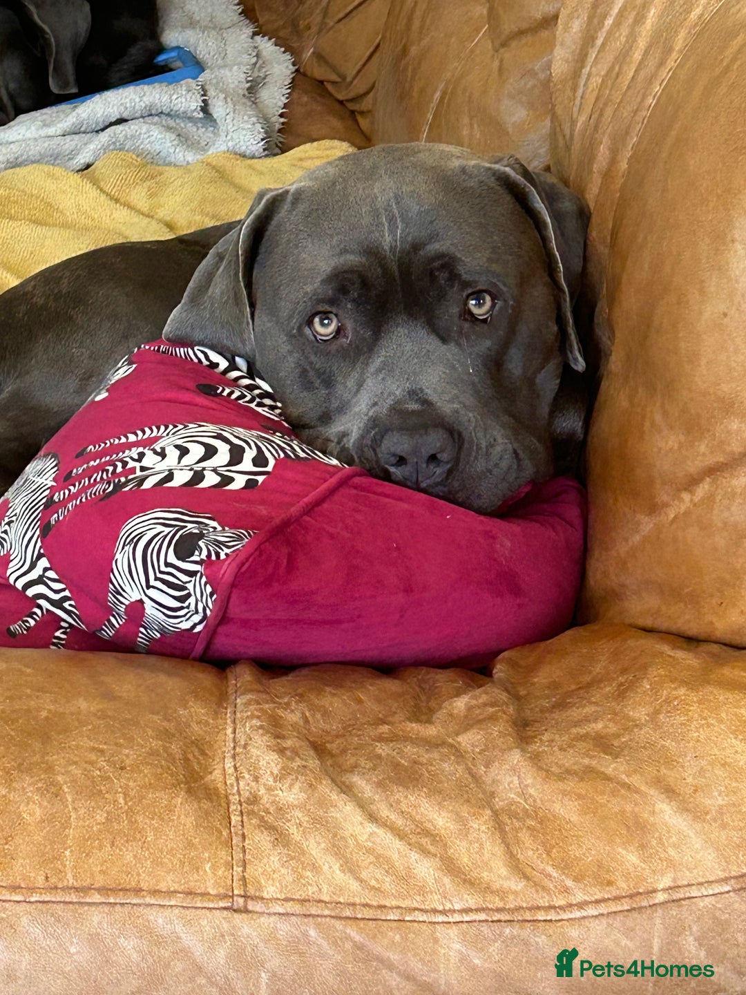 Mixed Breed dogs for sale: 2 year old mastiff  - Image 4