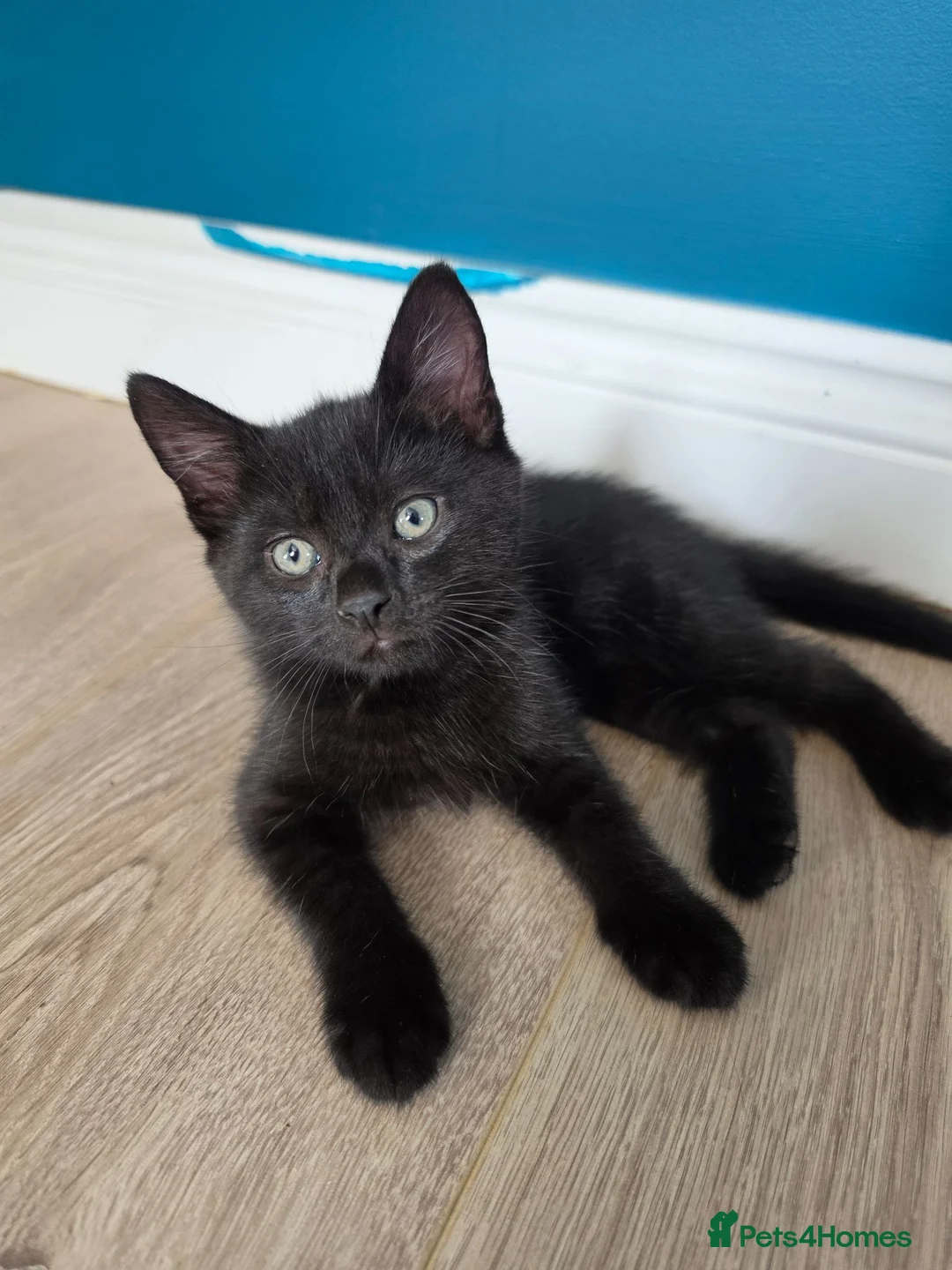 Mixed Breed cats for sale: 5 beautiful kittens for sale  - Advert 11