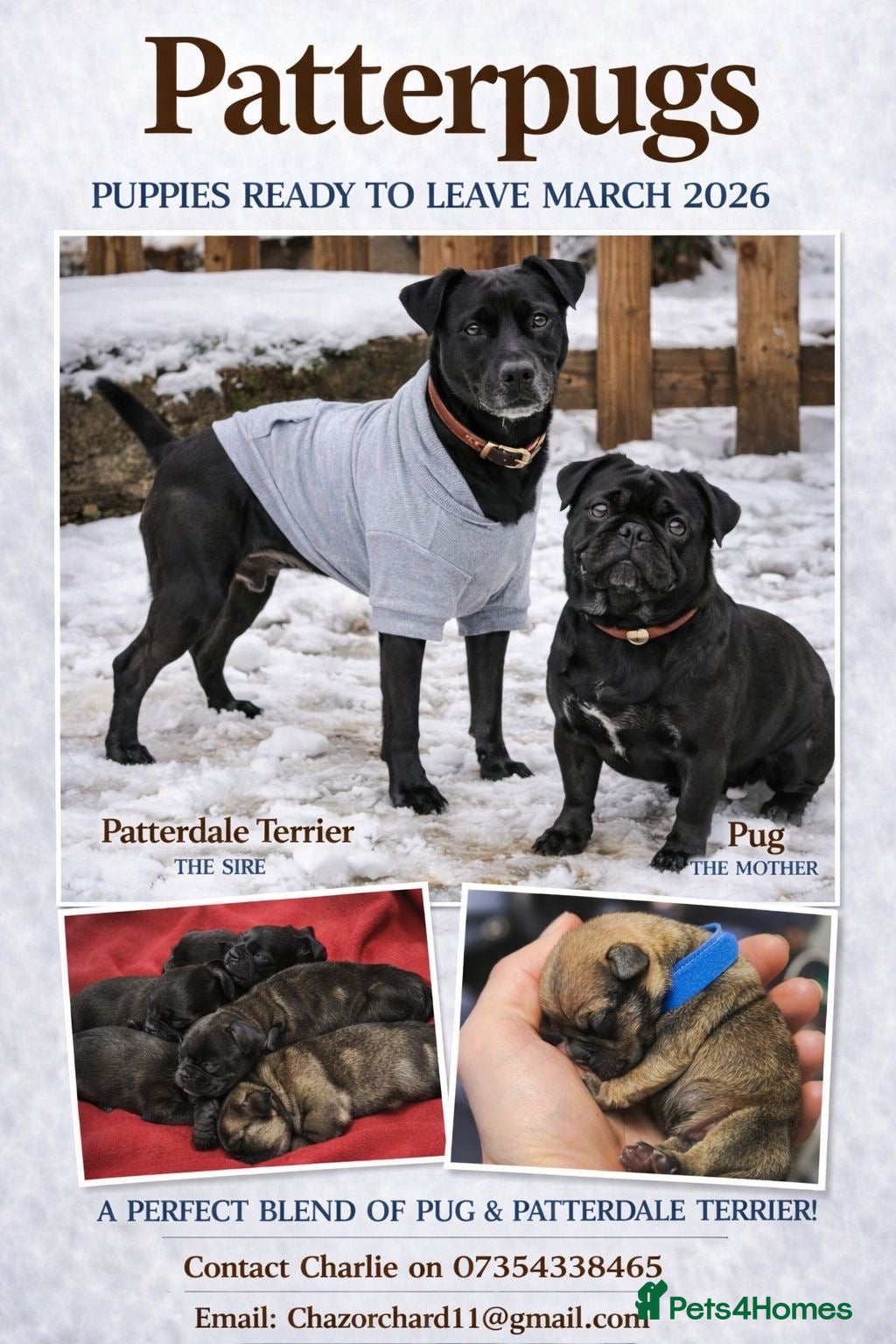 Mixed Breed dogs Adorable Patterpug Puppies! - Advert 1