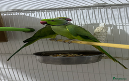 Ringnecks birds for sale: Breeding Pair Of Indian Ringneck Parrots - Image 11