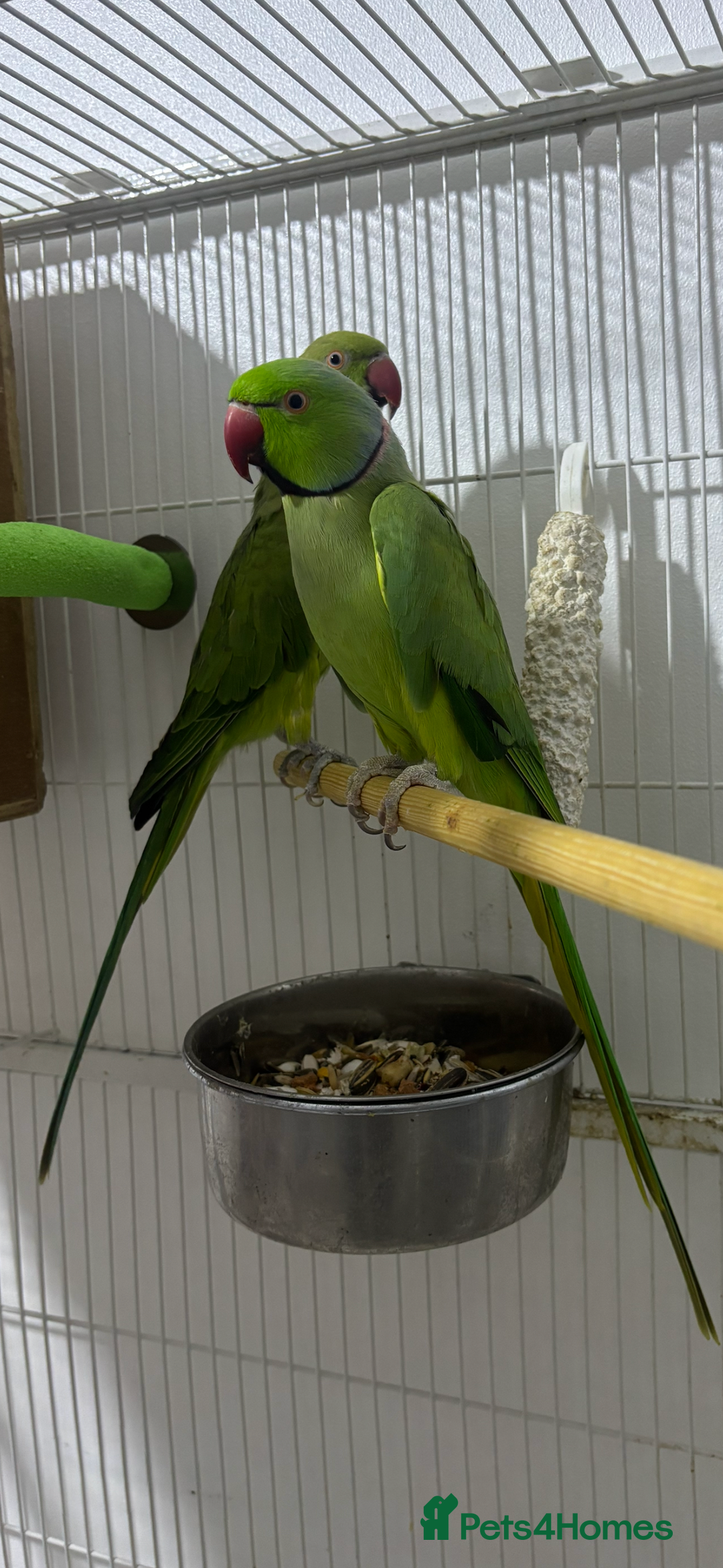Ringnecks birds for sale: Breeding Pair Of Indian Ringneck Parrots - Image 11