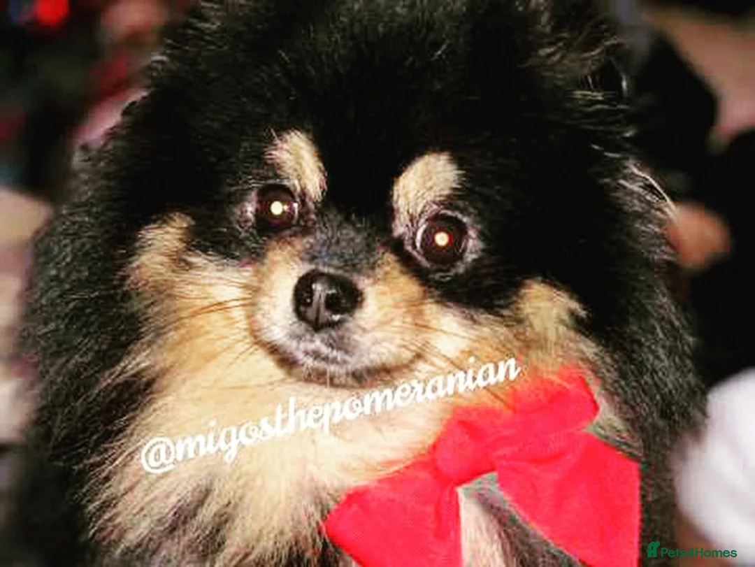 Pomeranian dogs for stud: Well Proven Stunning Black and Tan Pomeranian Stud in Ebbw Vale - Advert 20