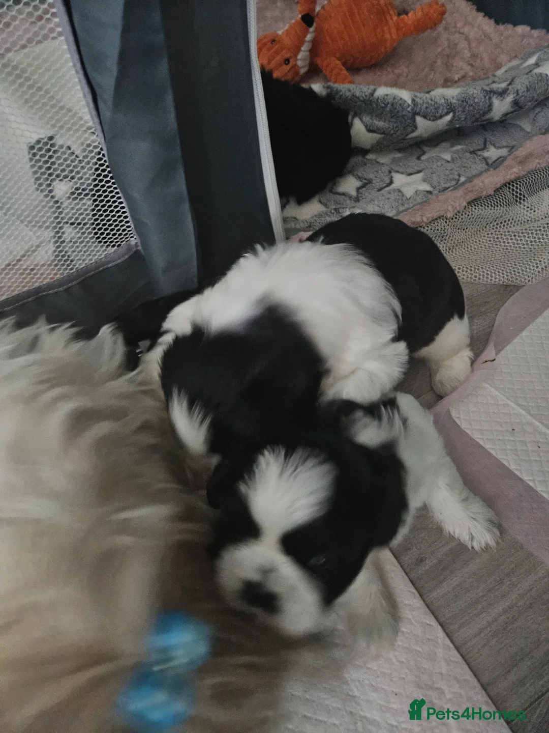 Shih Tzu dogs for sale: 💞 Gorgeous Shih Tzu Boy Puppies 💞 - Advert 8
