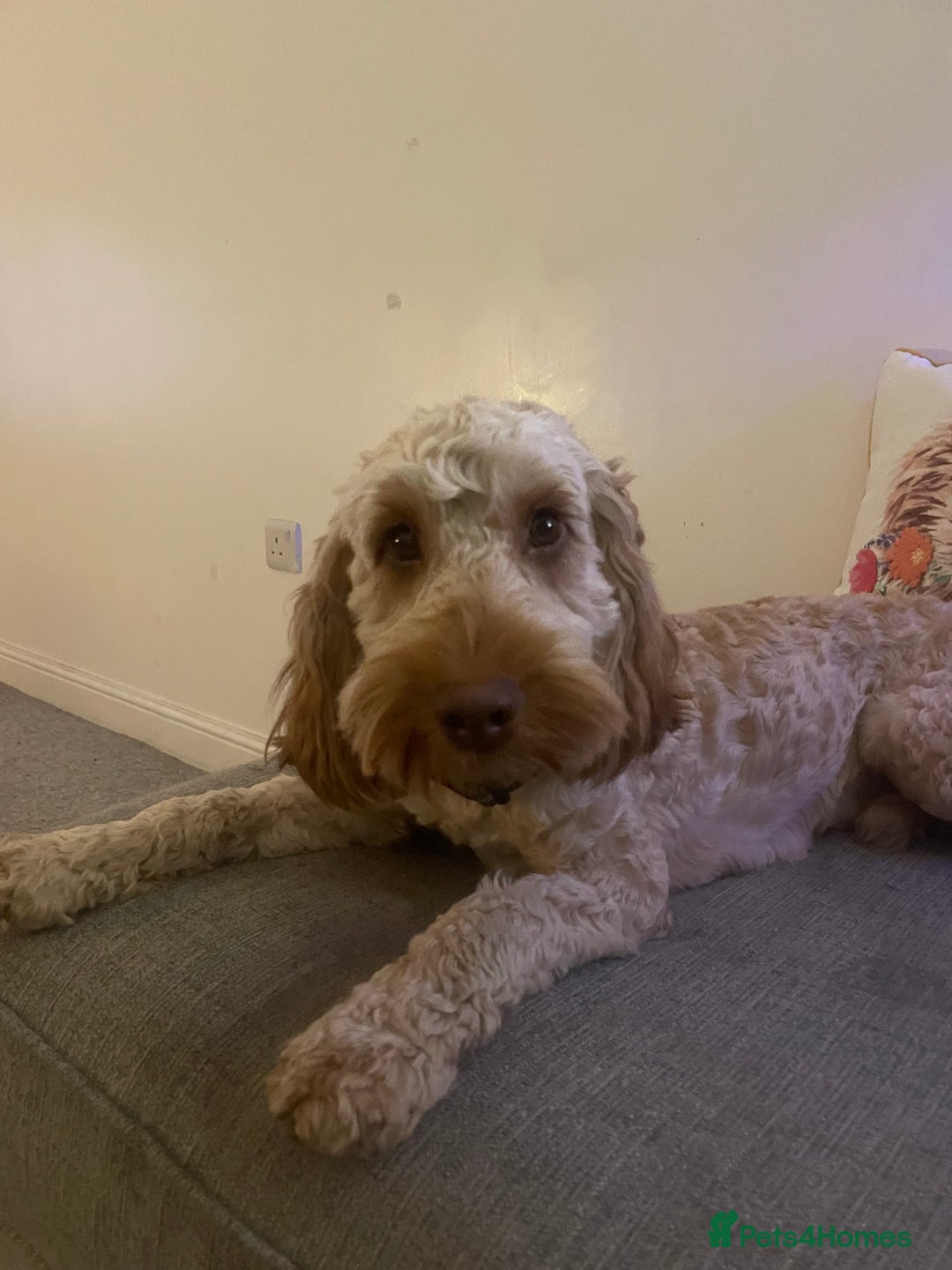 Cockapoo dogs for stud: Cockapoo Male Stud F1  - Advert 7