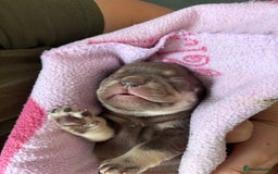 French Bulldog dogs for sale: Lilac and tan male, chocolate and tan female  - Image 4