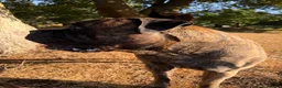 Bullmastiff dogs for stud: Bullmastiff stud not for sale - Advert 7