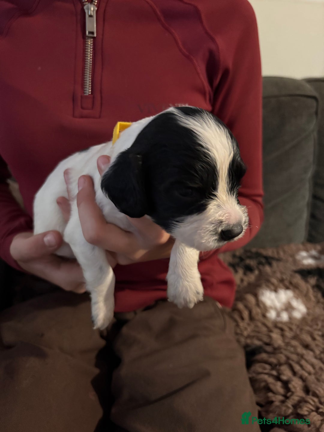 English Springer Spaniel dogs for sale: Working English springer spaniel puppies !!! - Image 7