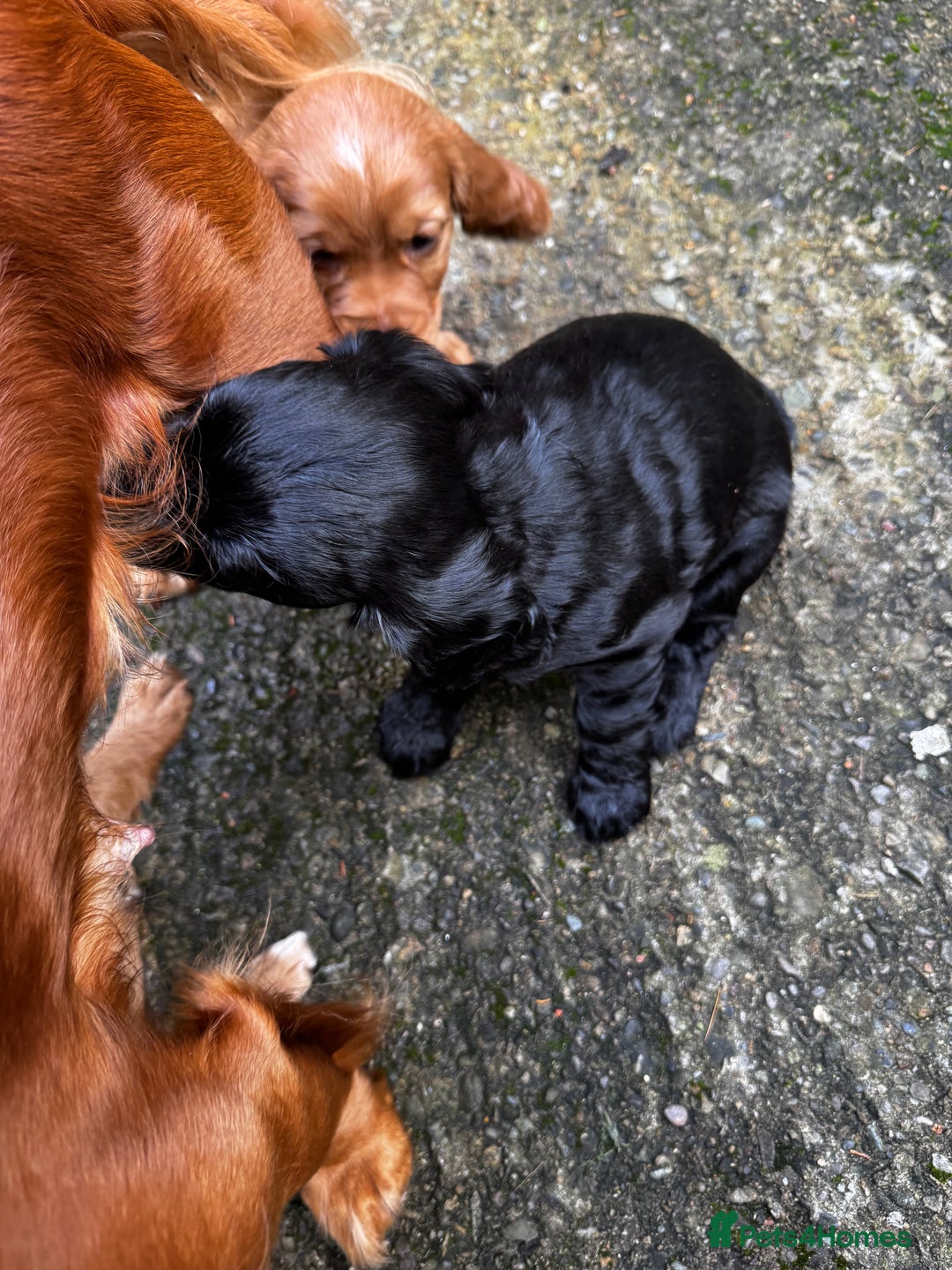 Cocker Spaniel dogs for sale: BLACK WORKING COCKER SPANIELS - Bitch and Dog - Image 5