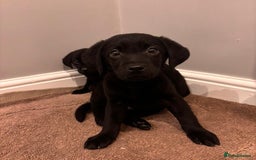 Labrador Retriever dogs for sale: Fabulous Labrador puppies  - Advert 5