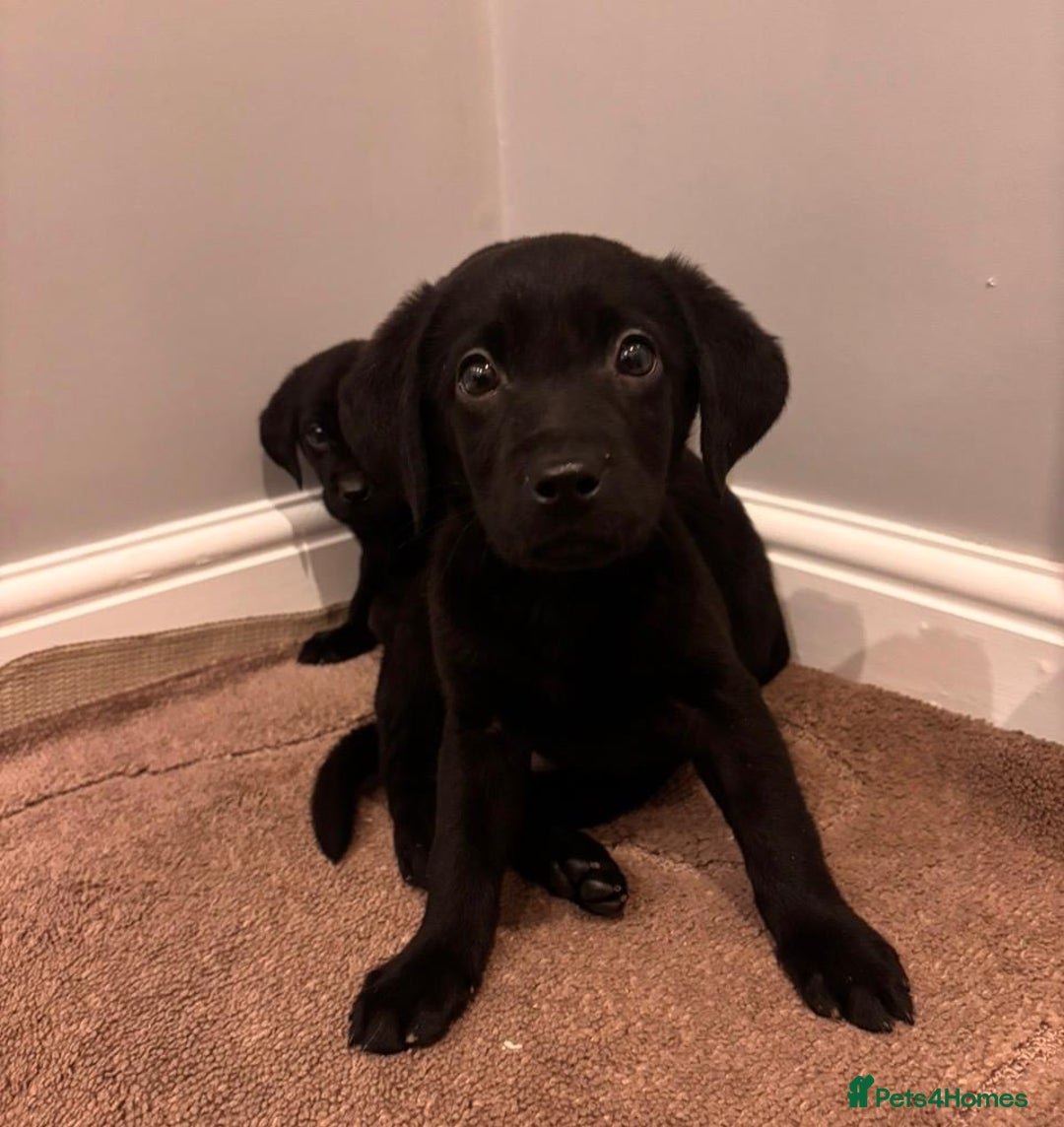 Labrador Retriever dogs for sale: Fabulous Labrador puppies  - Advert 5