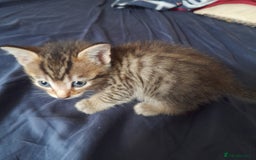 Bengal cats for sale: 6 Beautiful, Healthy Kittens - Image 7