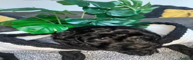Cavapoo 4