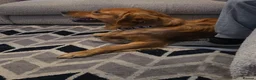 Golden Retriever dogs for sale: Golden retriever  - Advert 4