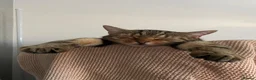 Mixed Breed cats for sale: Bengal mix sisters  in Harrogate - Advert 8