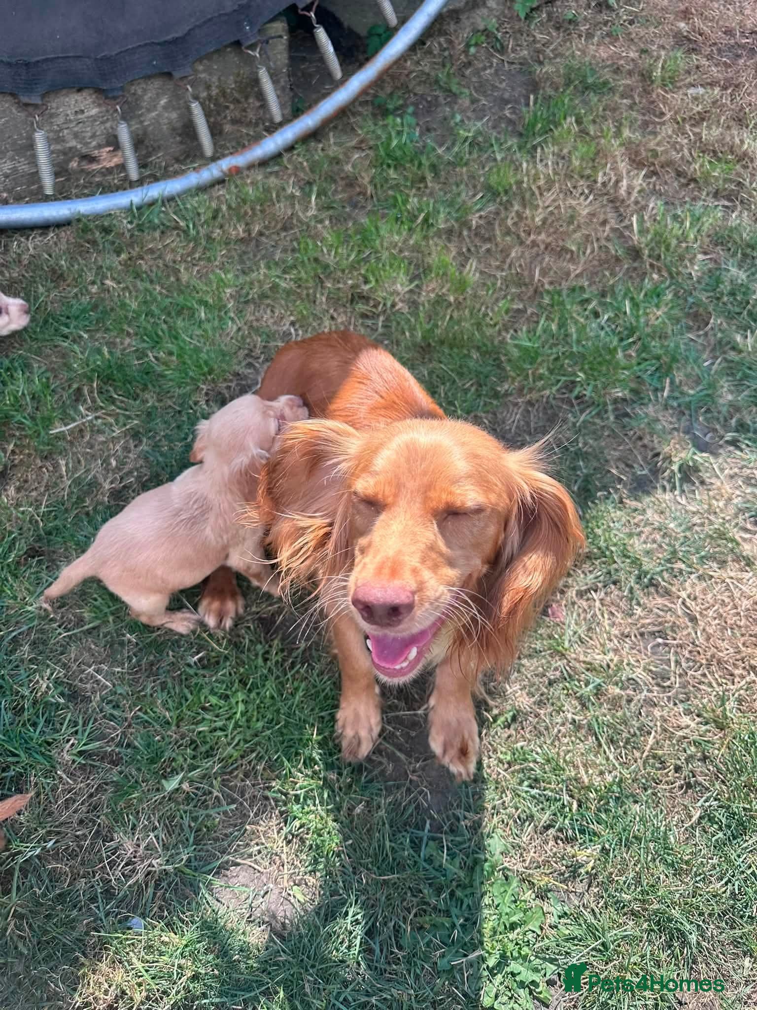 Cocker Spaniel dogs Gorgeous cocker spaniel puppies - Advert 2