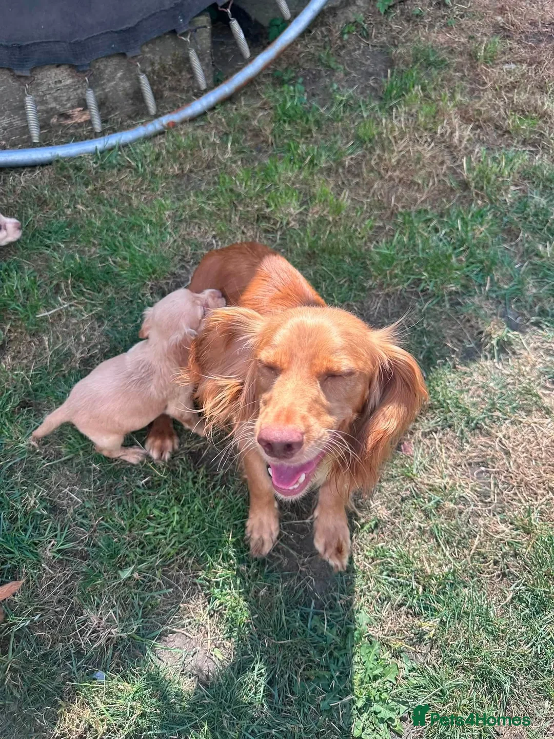 Cocker Spaniel dogs for sale: Gorgeous cocker spaniel puppies - Advert 2