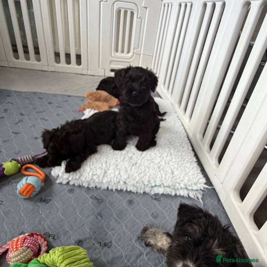 Miniature Schnauzer dogs for sale: health tested parents  - Image 2