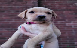 Labrador Retriever dogs for sale: Kc labrador puppies  - Image 26