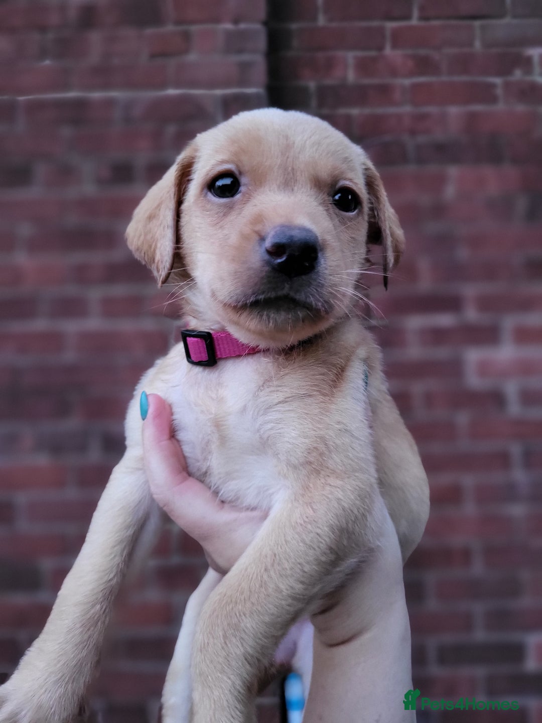 Labrador Retriever dogs for sale: Kc labrador puppies  - Image 26