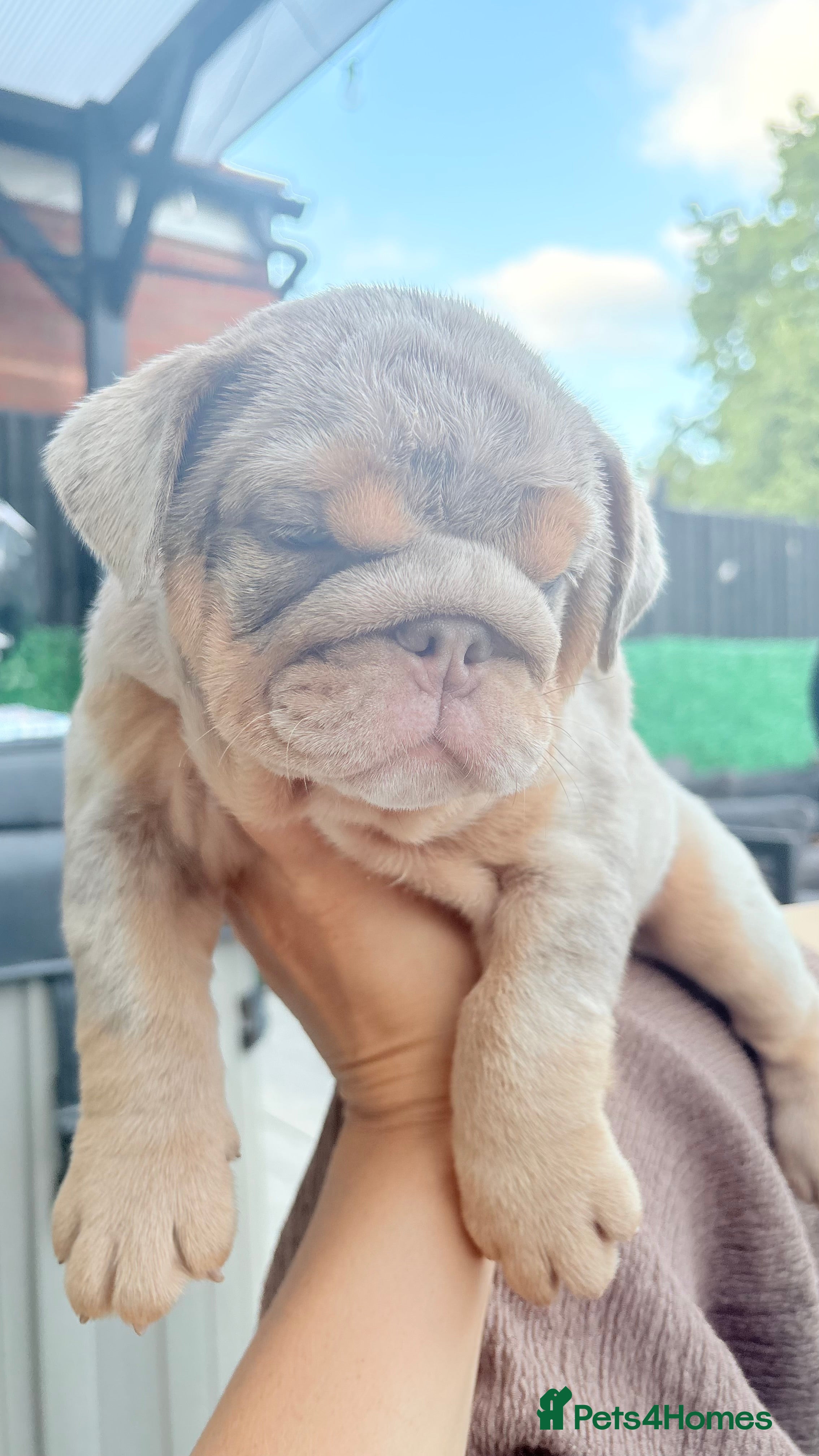 English Bulldog dogs Ready to Leave KC English Bulldog Puppies - Advert 2