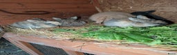 English rabbits for sale: Various Rabbits And Bunnies. Mixed Gender, colours - Advert 3