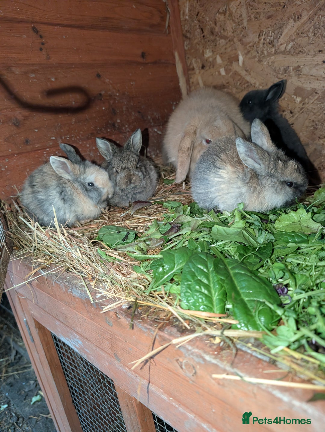 English rabbits for sale: Various Rabbits And Bunnies. Mixed Gender, colours - Advert 3