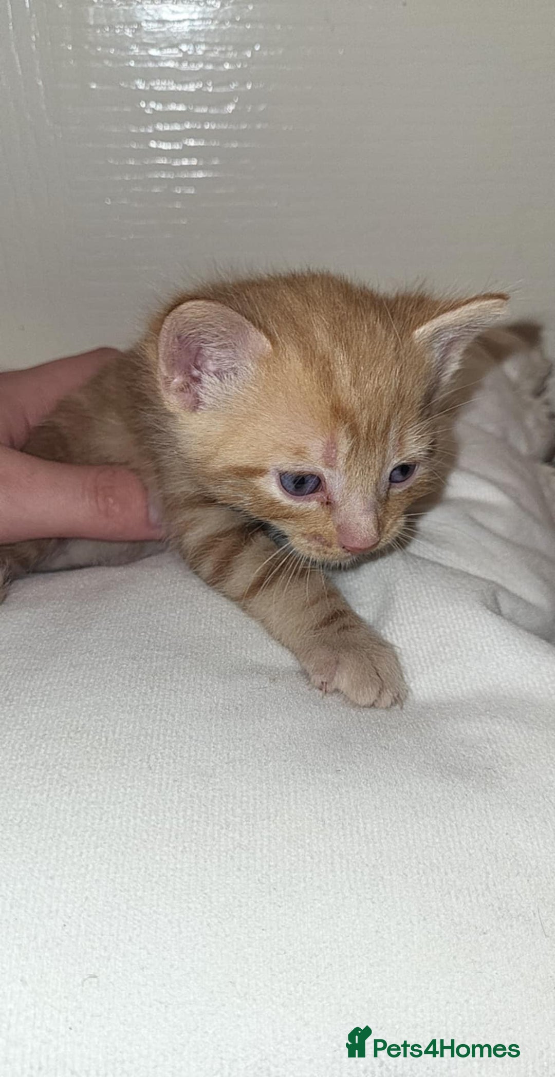 Domestic Shorthair cats for sale: Domestic short haired kittens  - Advert 4