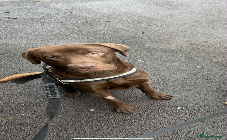 Labrador Retriever dogs - Advert 3