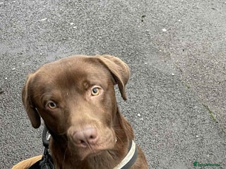 Labrador Retriever dogs - Advert 15