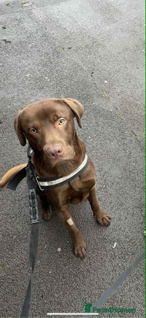 Labrador Retriever dogs - Advert 2