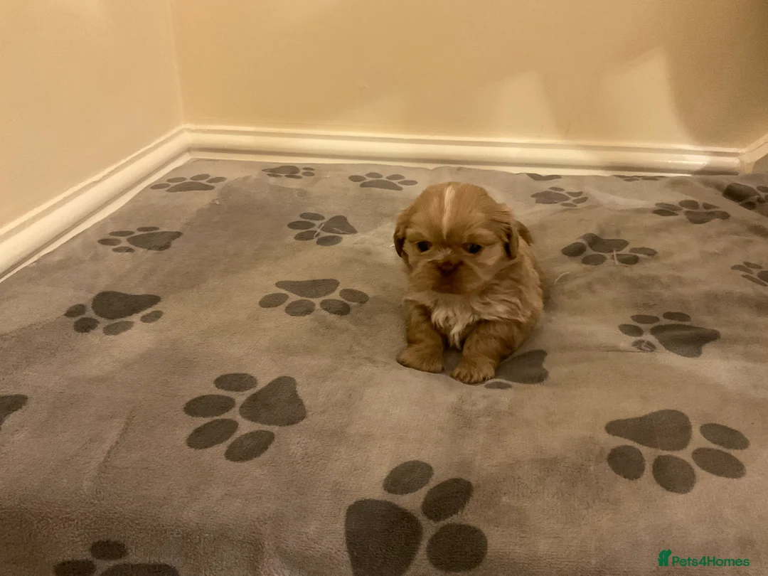 Shih Tzu dogs for sale: Beautiful Shih Tzu pups for sale 💖 - Advert 6