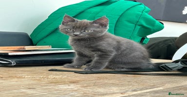 Mixed Breed cats - Advert 2