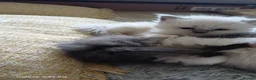 Mixed Breed cats for sale: 4 persian ragdolls ( one grey reserved).  - Advert 6