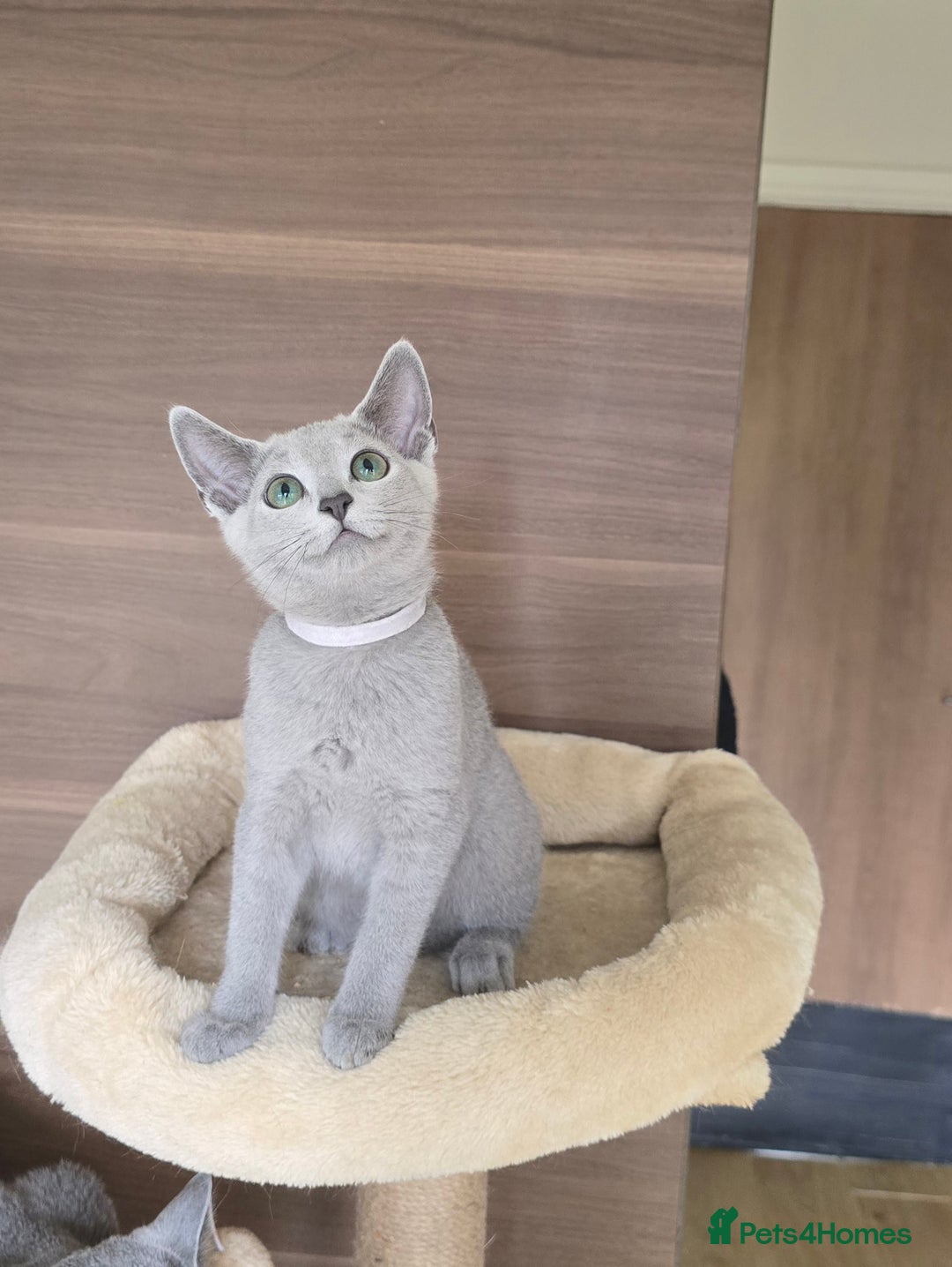 Russian Blue cats for sale: Russian Blue kittens Tica registered  - Image 24