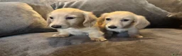 Miniature Dachshund dogs for sale: READY! 2 boys left! 💙 Cream Long Haired Pups KC - Advert 10