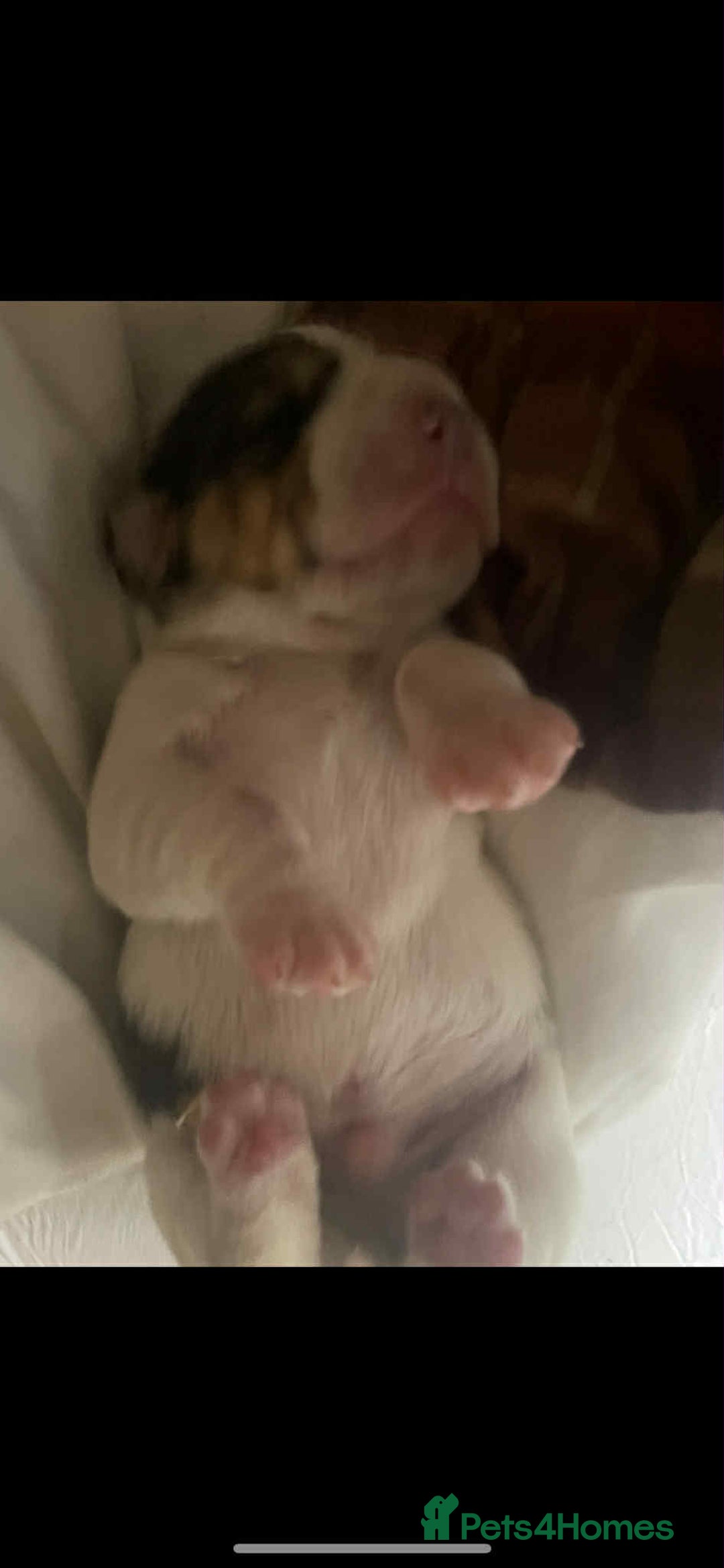 Beagle dogs for sale: kc reg beautiful beagle pups dec - Advert 9