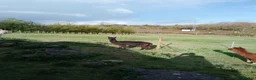 Alpaca livestock for sale: 2 adult females and 1 weanling males for sale - Advert 8