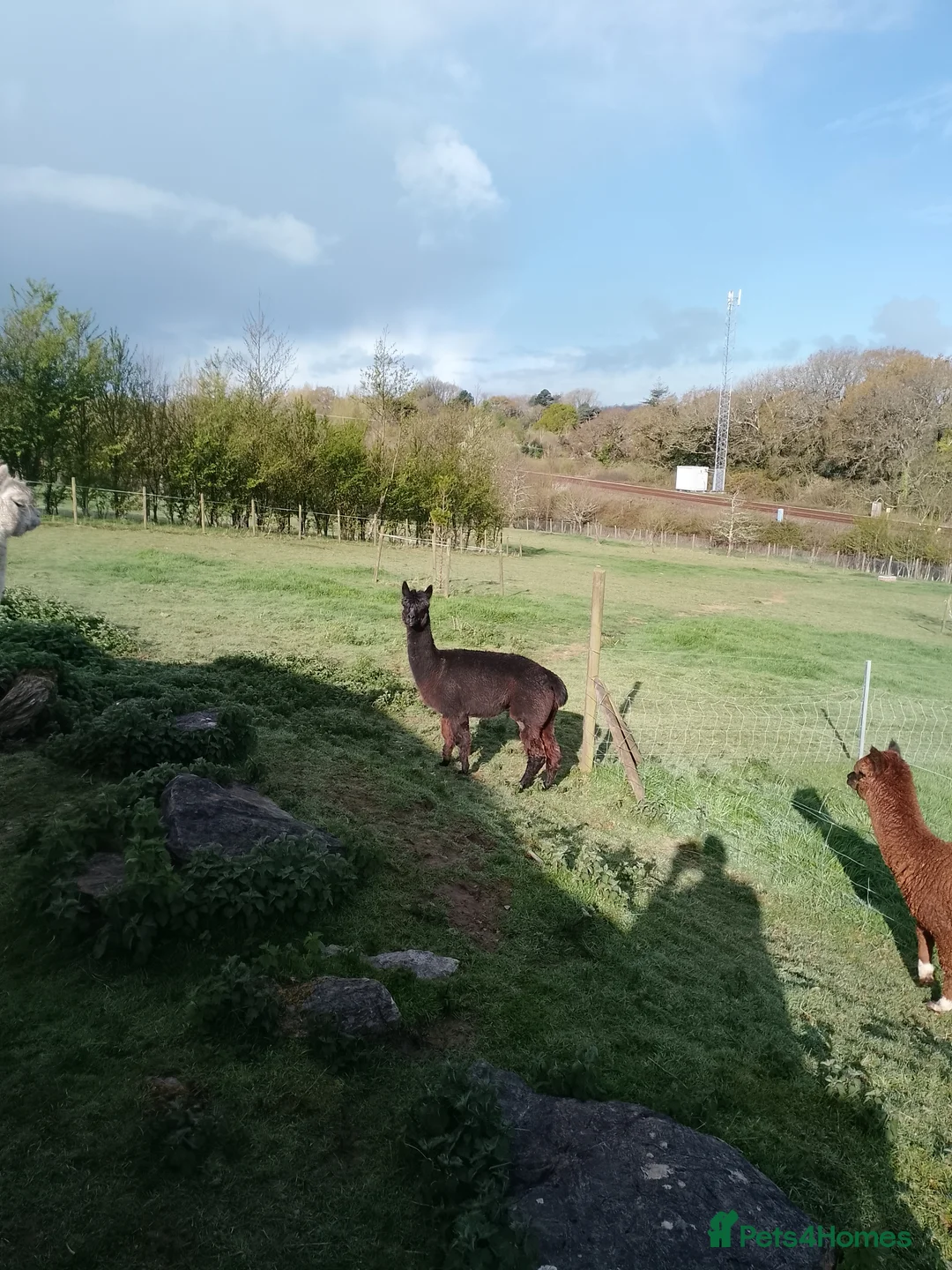 Alpaca livestock for sale: 2 adult females and 1 weanling males for sale - Advert 8