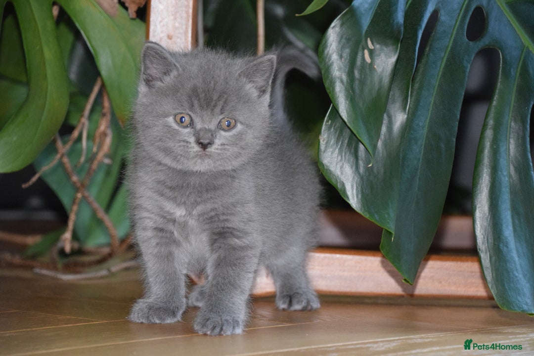 British Shorthair cats for sale: BSH Blue kittens, 3xgirls 3xboys - Image 24