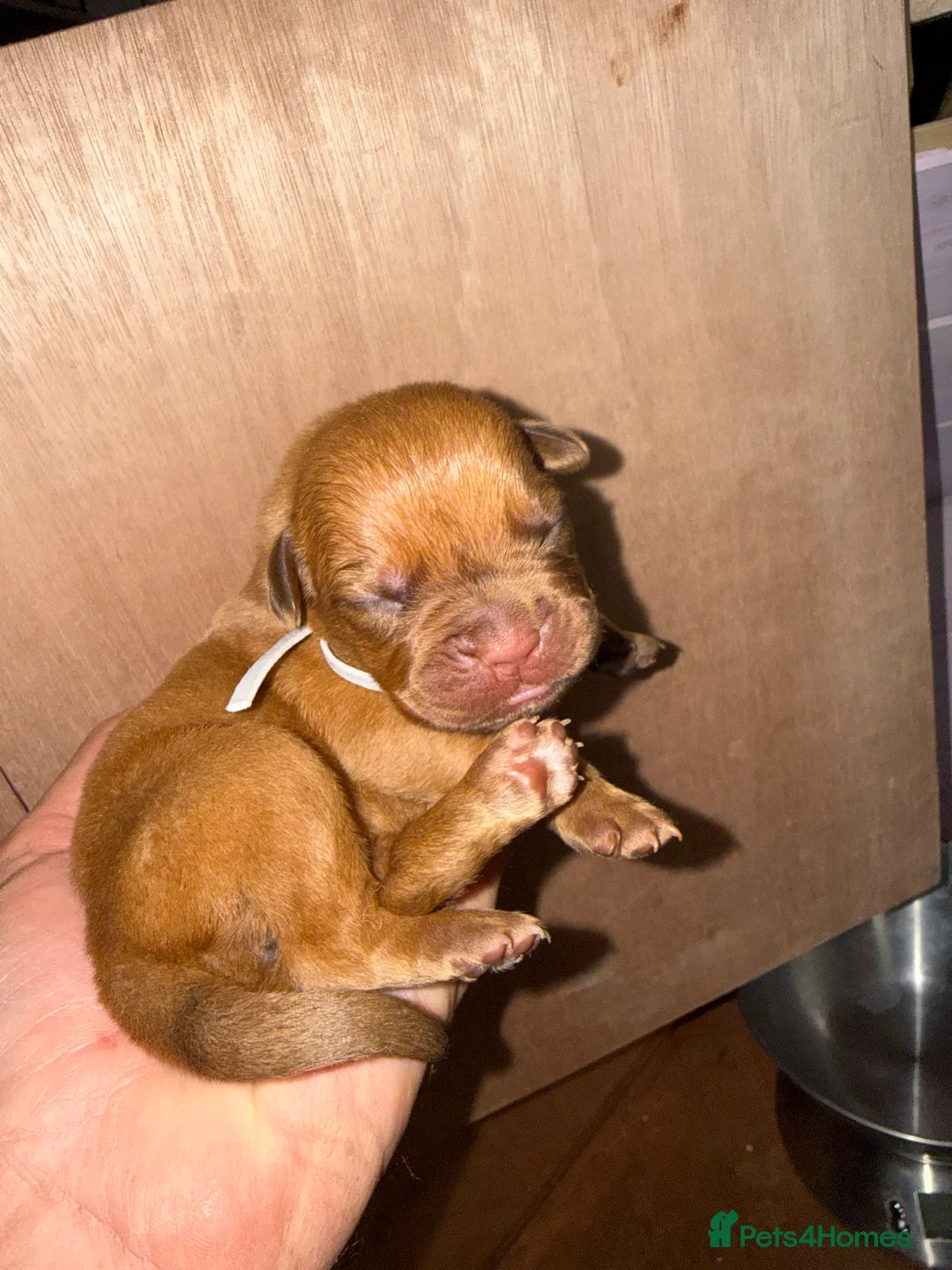 Dogue De Bordeaux dogs for sale: Dogue de bordeux puppies  - Advert 40