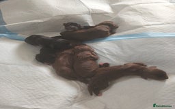 Cocker Spaniel dogs for sale: 7 beautiful cocker spaniels  - Image 11