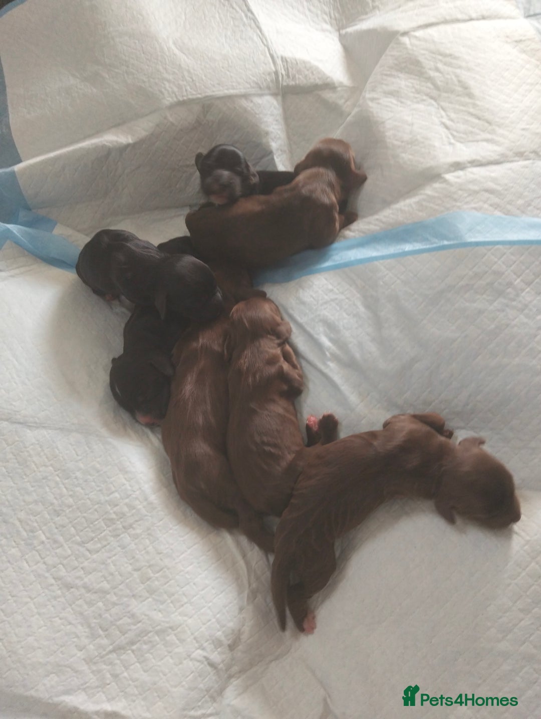 Cocker Spaniel dogs for sale: 7 beautiful cocker spaniels  - Image 11