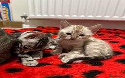 Bengal cats for sale: TICA reg Bengal Kittens - 2 male Snow Spotted  - Image 2