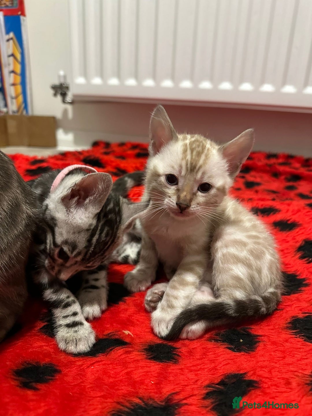 Bengal cats for sale: TICA reg Bengal Kittens - 2 male Snow Spotted  - Image 2