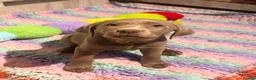 Labrador Retriever dogs for sale: Puppies now sold pending collection  - Advert 1