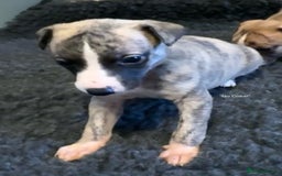 Whippet dogs for sale: Beautiful KC Whippet pups 5 boys - Image 7