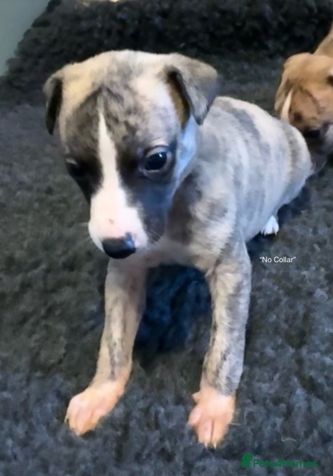 Whippet dogs for sale: Beautiful KC Whippet pups 5 boys - Image 7