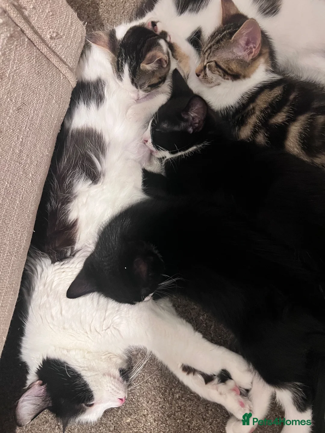Mixed Breed cats for sale: 6 adorable cute kittens for sale in London - Advert 2