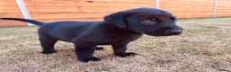 Labrador Retriever dogs for sale: KC Registered Labrador Puppies 🐾🐾🐾 - Advert 3